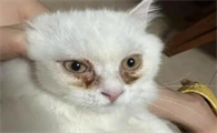 猫猫的泪痕怎么清理