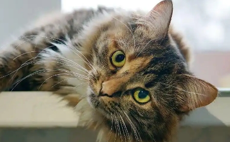 一个半月的小猫可以洗澡么 一个半月的小猫可以洗澡么