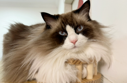 猫耳螨治疗周期大概多久 猫耳螨治疗周期大概多久