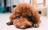 泰迪犬最容易“咬人”的几个瞬间，主人也不例外！