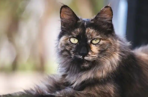 玳瑁猫：行走的调色盘