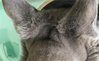 猫咪脖子后面有一块硬硬的东西不痛不痒