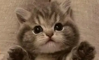 猫咪虱子怎么除掉干净