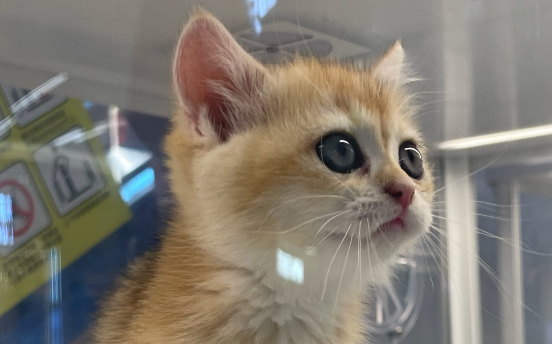 猫三个月可以闻猫薄荷吗
