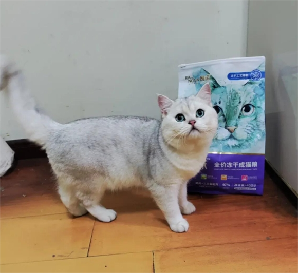 热门猫咪主食冻干推荐，选择不踩雷！——朗诺