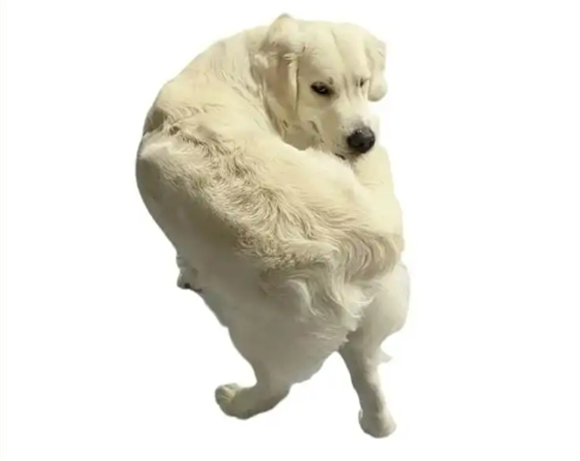 狗咬尾巴转圈是什么意思啊 狗咬尾巴转圈是什么意思啊