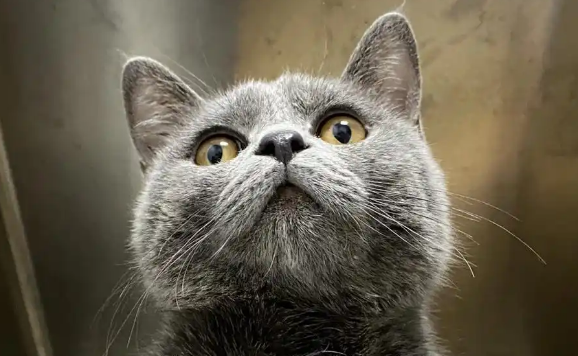 猫想尿但尿不出来怎么回事