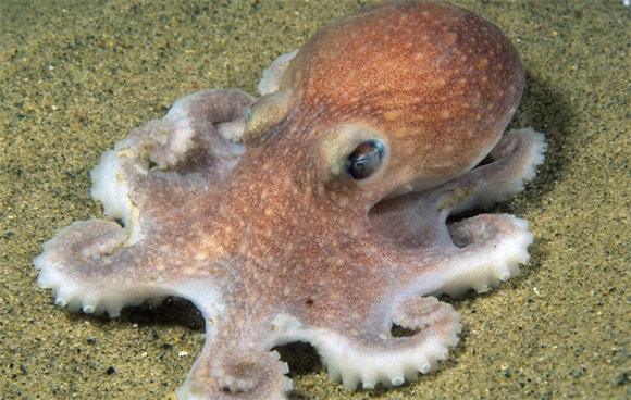 章鱼会威胁到人类吗?它们的智商已超乎人类想象 章鱼会威胁到人类吗?它们的智商已超乎人类想象