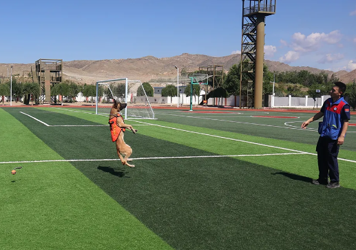 “蓝汪汪”养成计划丨搜救犬“麒麟”前来报到! “蓝汪汪”养成计划丨搜救犬“麒麟”前来报到!