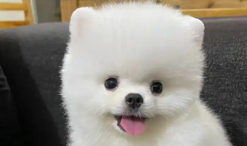 博美身上有疙瘩状结痂 博美身上有疙瘩状结痂