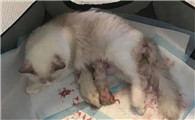 猫内脏受损5大征兆