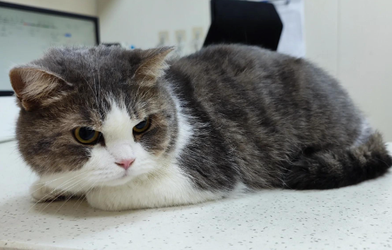 猫咪指甲发炎化脓能用什么药 猫咪指甲发炎化脓能用什么药