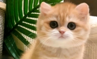 猫咪生宝宝脚先出来能拽吗