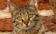 猫咪吐黄水有泡沫不吃东西
