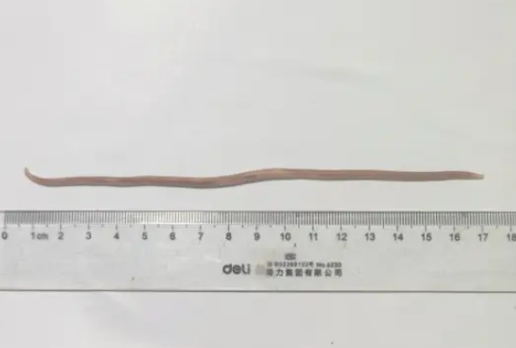 狗狗蛔虫是什么样子 狗狗蛔虫是什么样子