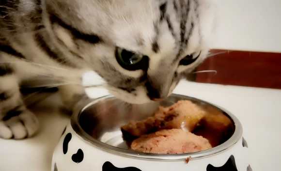 猫罐头可以代替猫粮吗?能懒则懒or科学喂养 猫罐头可以代替猫粮吗?能懒则懒or科学喂养