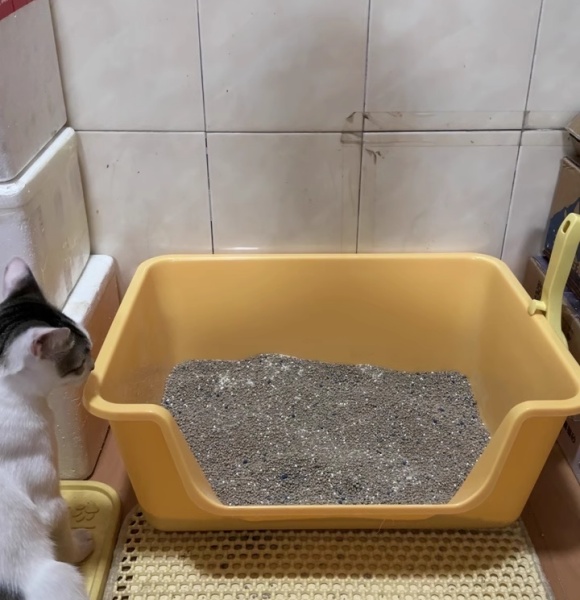 猫砂盆怎么用?KO厕所危机,拒做“随地大小喵” 猫砂盆怎么用?KO厕所危机,拒做“随地大小喵”