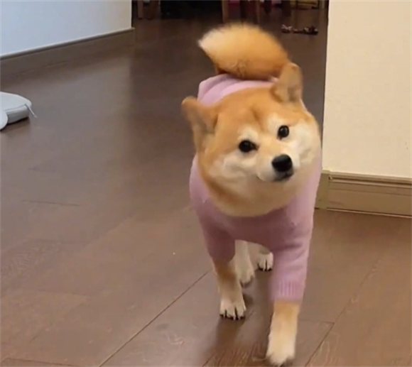 狗狗间歇性轻微摇头 狗狗间歇性轻微摇头