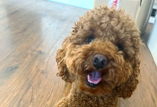 狗吃避孕药可以避孕吗
