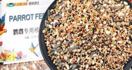 跑来跑去鹦鹉饲料可以喂八哥吗 跑来跑去鹦鹉饲料可以喂八哥吗