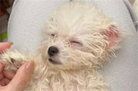 狗狗身上有一块毛没了 狗狗身上有一块毛没了