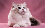 猫绝育会影响发腮吗