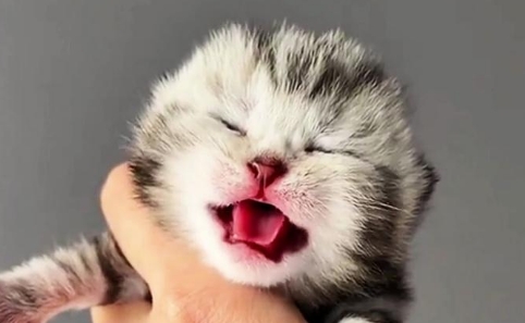 一个月小猫咪怎么养