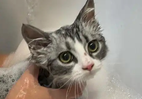 两个月小猫能洗澡吗