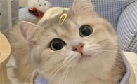 小猫吃多了拉稀怎么办