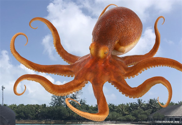 章鱼智商水平解析 章鱼智商水平解析