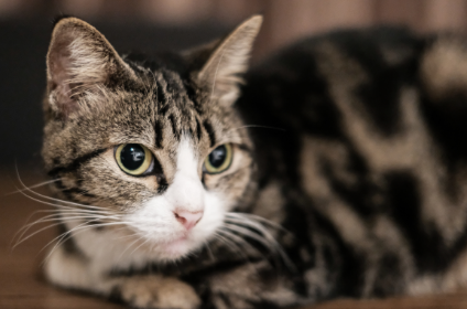 猫咪嘴角毛发脱落怎么办