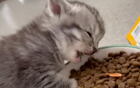 猫粮品牌排行榜揭秘！到底什么猫粮比较好？