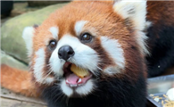 小熊猫喜欢吃什么
