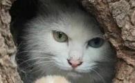 猫大便有密密麻麻白色虫