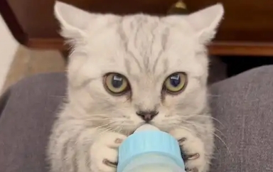 小猫咪可以喝纯牛奶不 小猫咪可以喝纯牛奶不