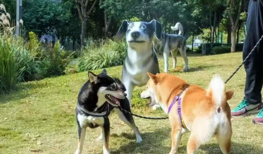 “它经济”日益兴起,深圳激发宠物消费活力 “它经济”日益兴起,深圳激发宠物消费活力