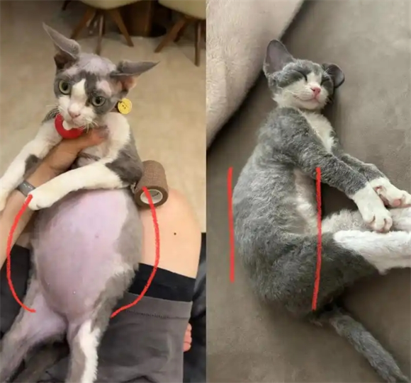 干性猫传腹从发病到明显症状