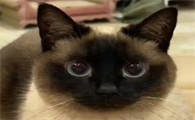 猫的毛色为何会随温度变