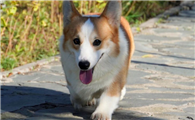 威尔斯柯基犬的幸福时光:新手养狗全攻略!
