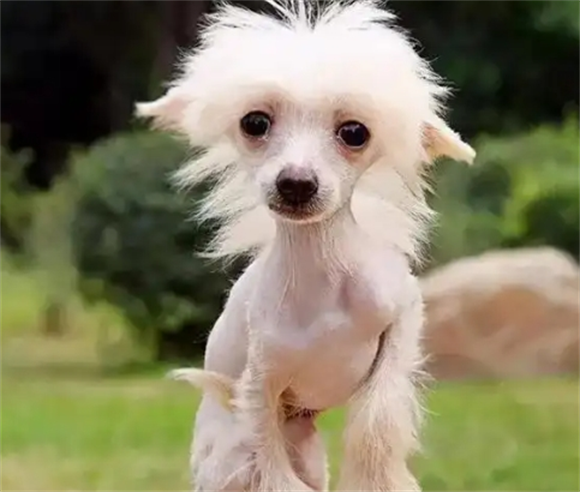 狗狗耳朵马拉色菌感染