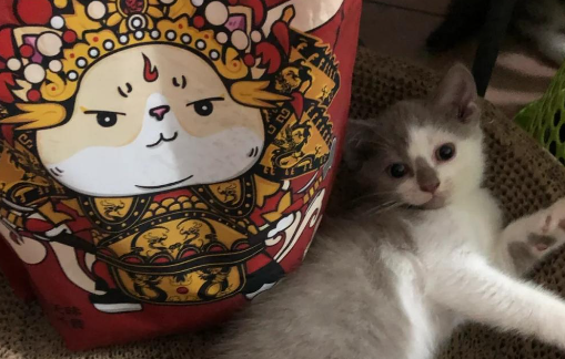 喵若猫砂哪款好 喵若猫砂哪款好