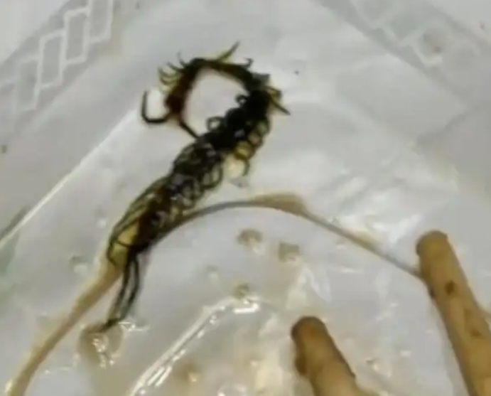 外带卤菜发现蜈蚣,整个人都不好了…… 外带卤菜发现蜈蚣,整个人都不好了……