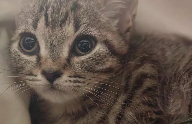 猫咪喝酒了要多久恢复 猫咪喝酒了要多久恢复