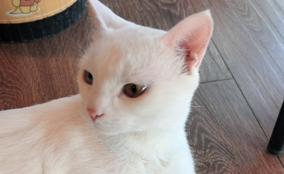 猫咪眼药水可以和人用的一样吗