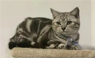 母猫生产完之后需要打消炎针吗