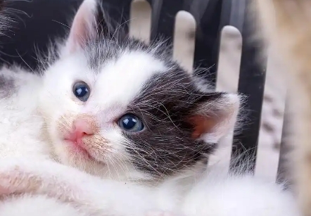 猫咪突然抽抽是因为什么