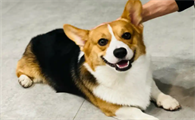 狗狗误食了巧克力该怎么办
