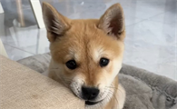 幼犬磨牙期是几个月开始