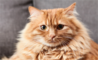 猫便血咋判断轻重程度