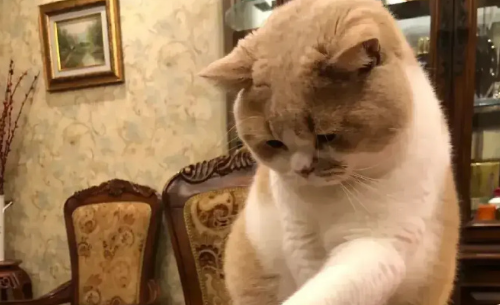 猫咪营养不良会发生什么